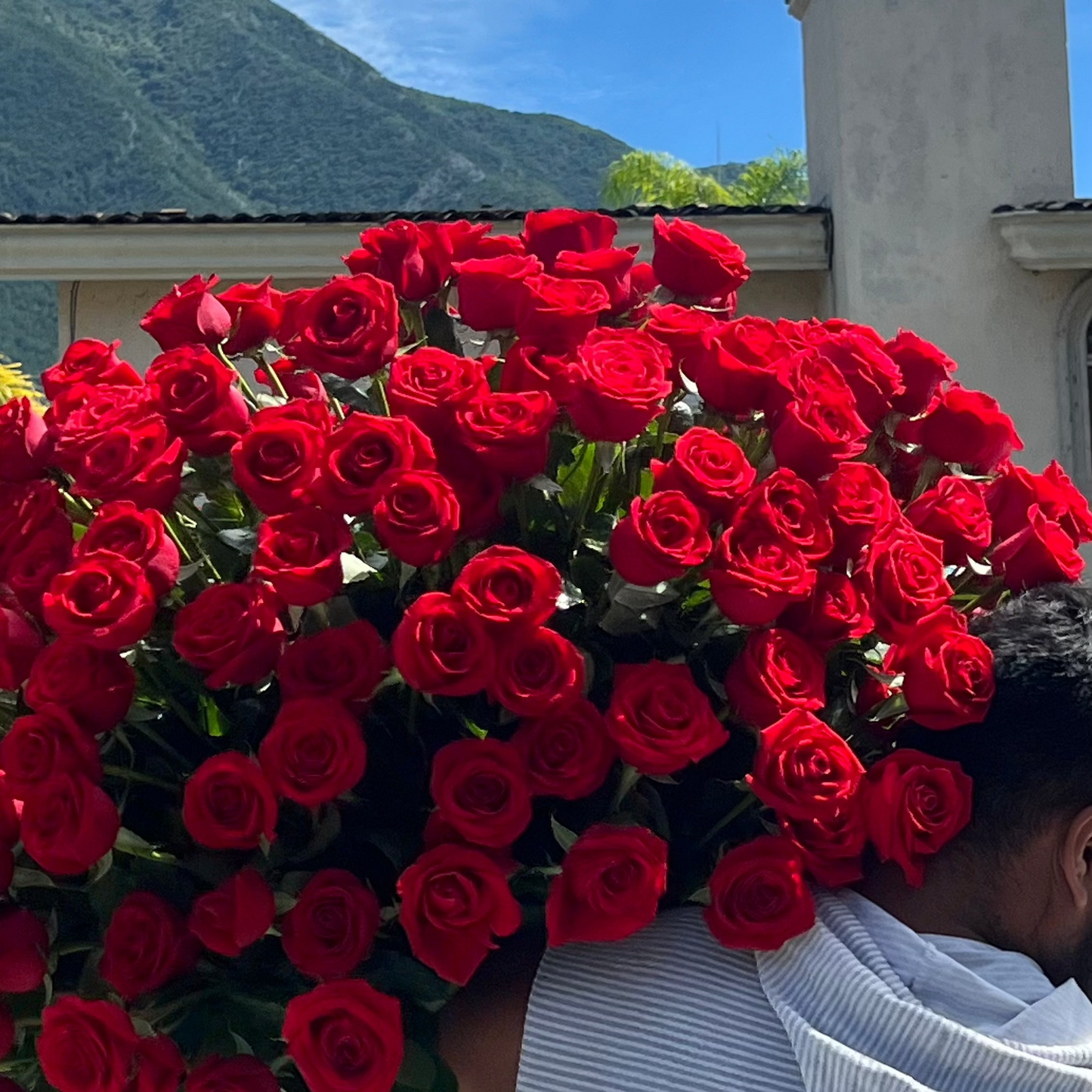 300 Rosas premium en canasta